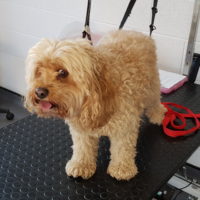 A cavapoo called rufus matted coat