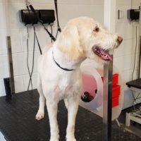 same Labradoodle looking very smart