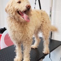 A Labradoodle very matted coat