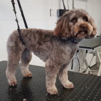 Truffles, mum's cockapoo after picture 9/1/19